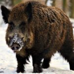 Ενημέρωση για τις οικονομικές ενισχύσεις κυνηγών για το έτος 2026